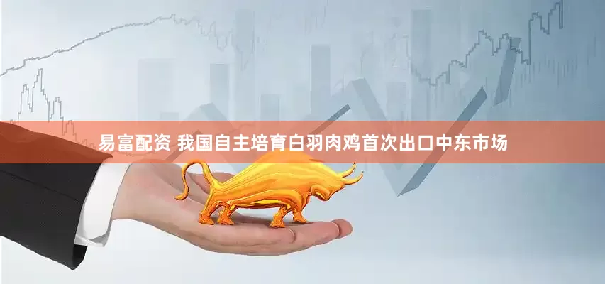 易富配资 我国自主培育白羽肉鸡首次出口中东市场